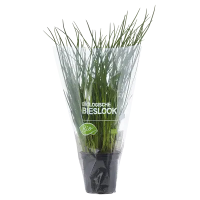 pdp-image-AH Biologisch Bieslook pot