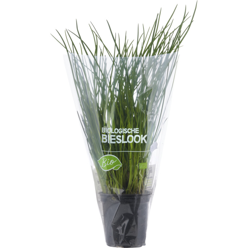 Een afbeelding van AH Biologisch Bieslook pot
