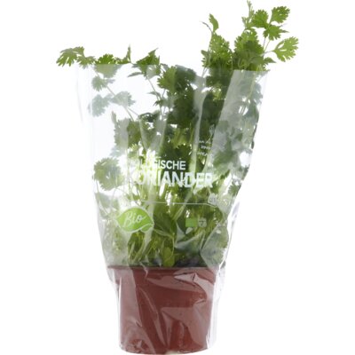 pdp-image-AH Biologisch Koriander pot