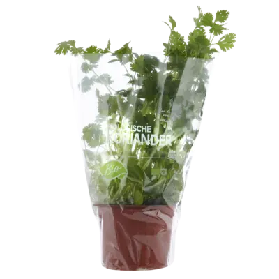 pdp-image-AH Biologisch Koriander pot