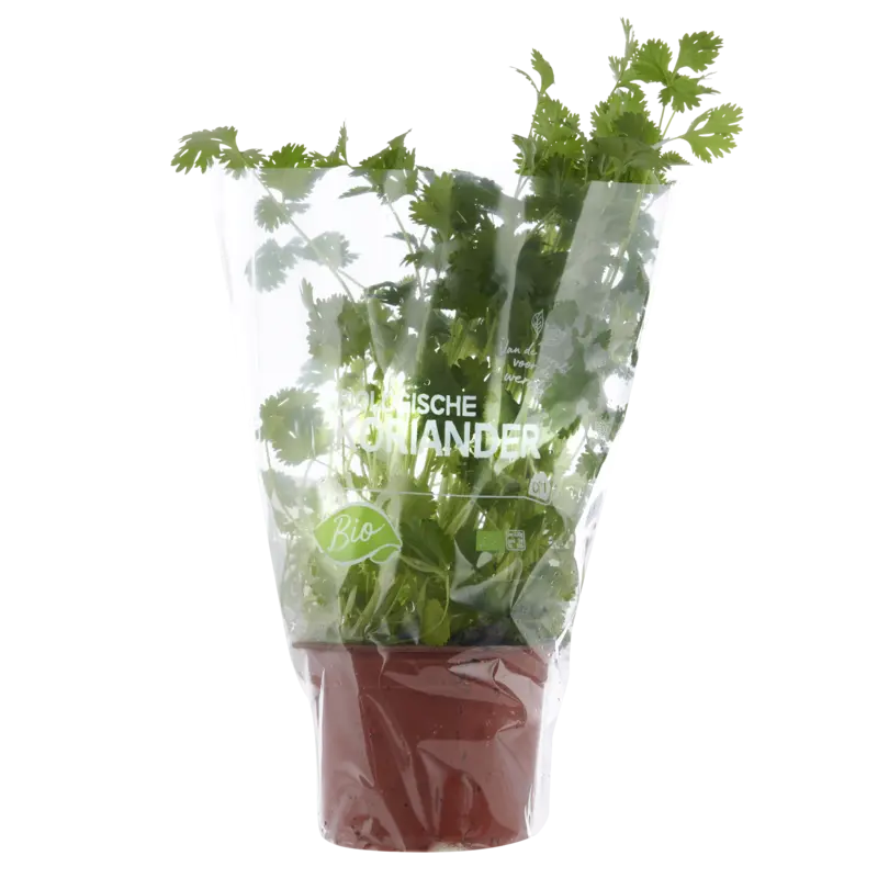 AH Biologisch Koriander pot