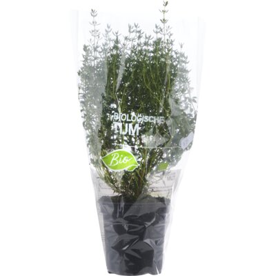 pdp-image-AH Biologisch Tijm pot