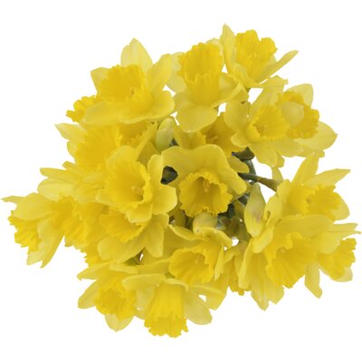 pdp-image-AH Narcissen