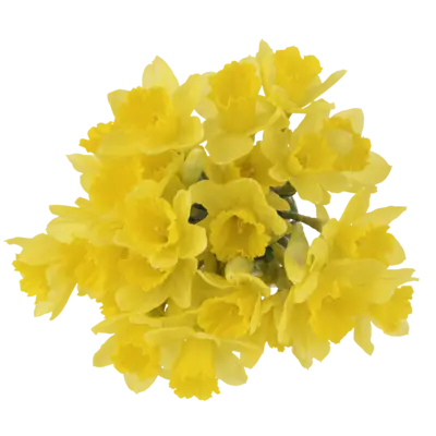 pdp-image-AH Narcissen