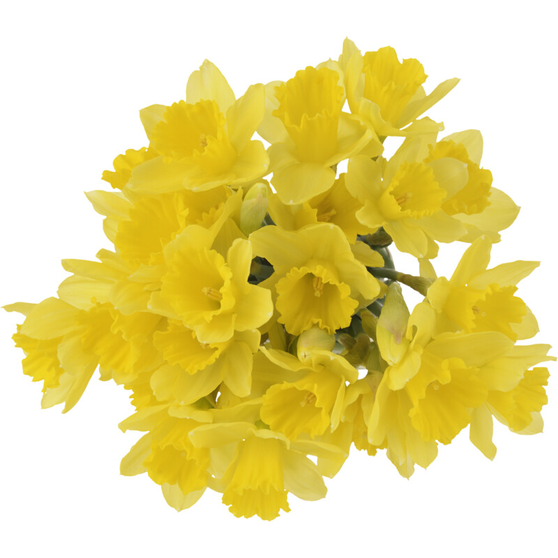 Een afbeelding van AH Narcissen