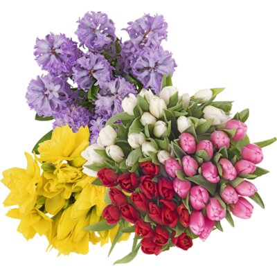 pdp-image-AH Hyacint