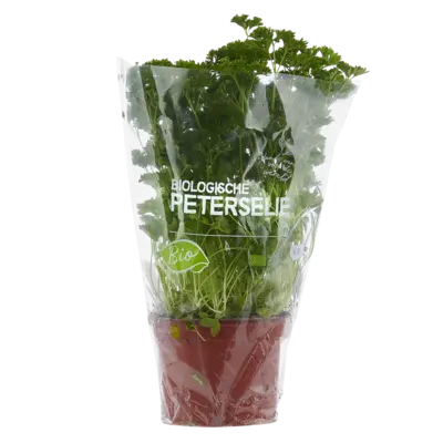 pdp-image-AH Biologisch Platte peterselie pot