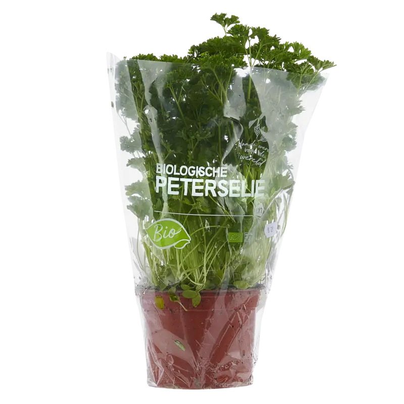 Platte peterselie pot