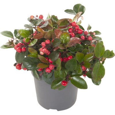 pdp-image-AH Bergthee