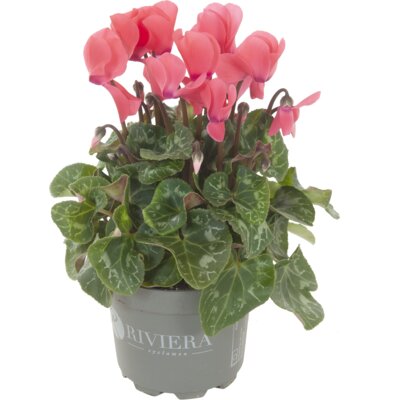 pdp-image-AH Cyclaam plant