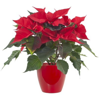 pdp-image-AH Kerstster rood rode pot