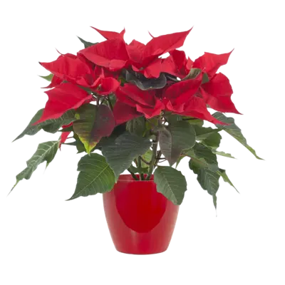 pdp-image-AH Kerstster rood rode pot