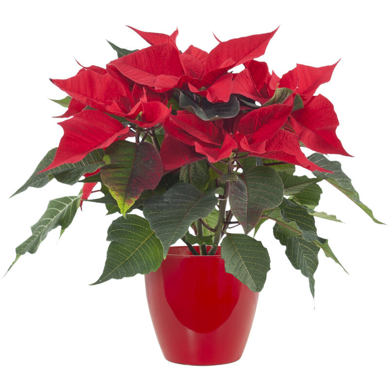 Een afbeelding van AH Kerstster rood rode pot