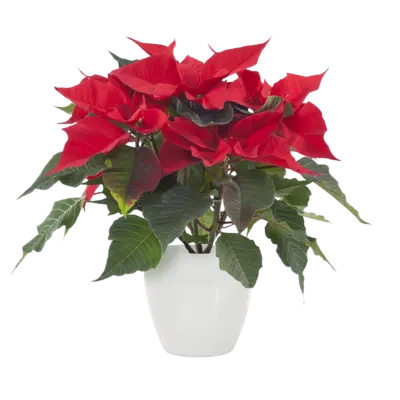 pdp-image-AH Kerstster rood witte pot