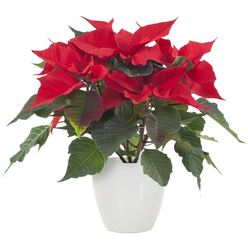 Een afbeelding van AH Kerstster rood witte pot