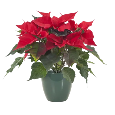 pdp-image-AH Kerstster rood in groene sierpot p12