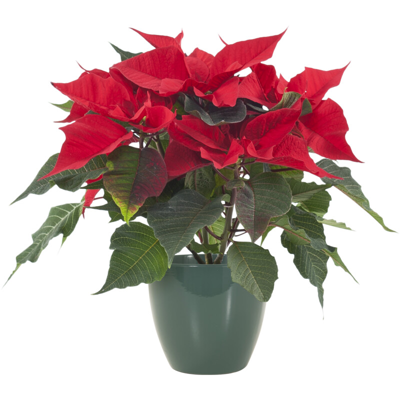 Een afbeelding van AH Kerstster rood in groene sierpot p12