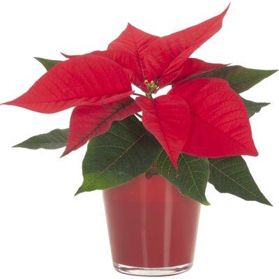 pdp-image-AH Mini kerstster in glaasje