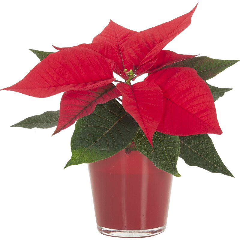 Een afbeelding van AH Mini kerstster in glaasje