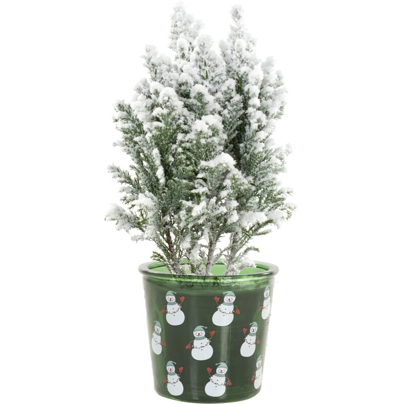 Een afbeelding van AH Mini boompje in glas