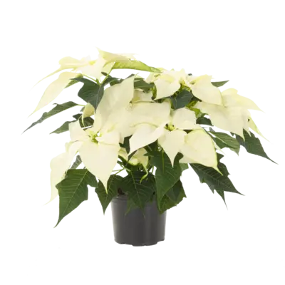 pdp-image-AH Kerstster wit