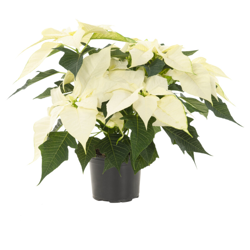 Een afbeelding van AH Kerstster wit