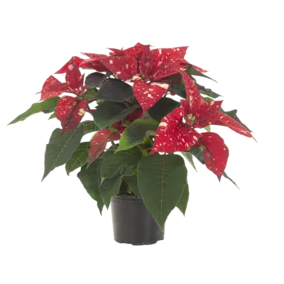 pdp-image-AH Kerstster fantasy p12