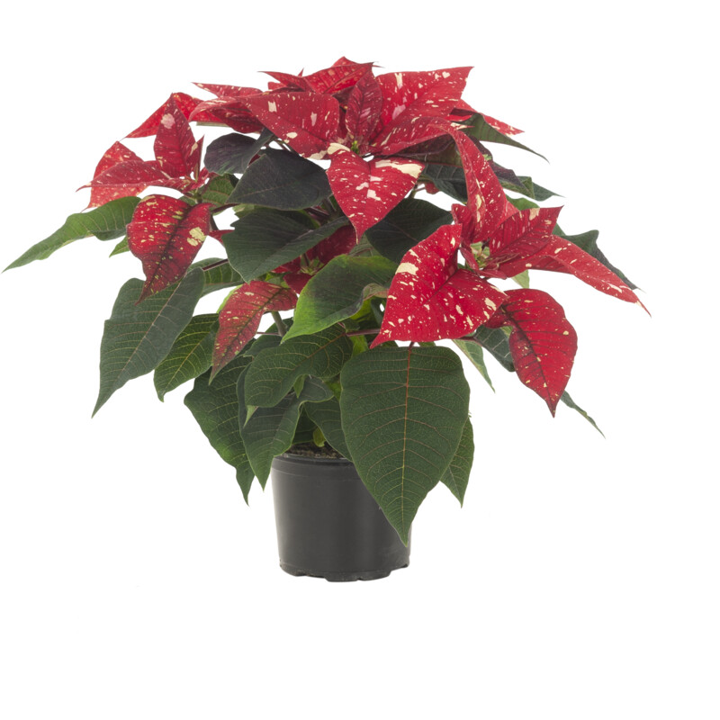 Een afbeelding van AH Kerstster fantasy p12