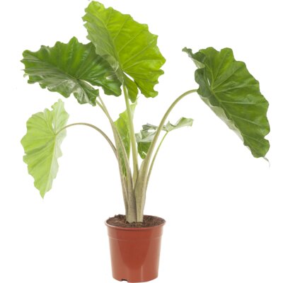 pdp-image-AH Alocasia plant