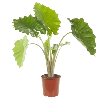 pdp-image-AH Alocasia plant