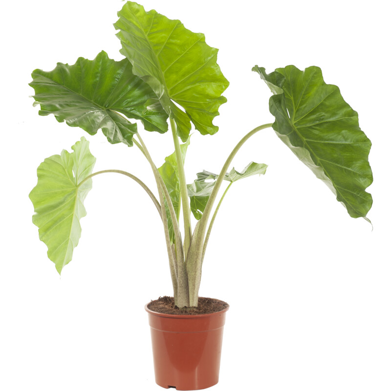 Een afbeelding van AH Alocasia plant