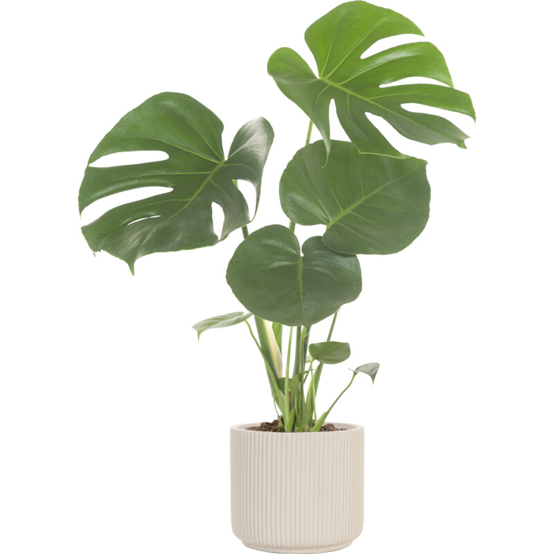 Een afbeelding van AH Monstera in pot