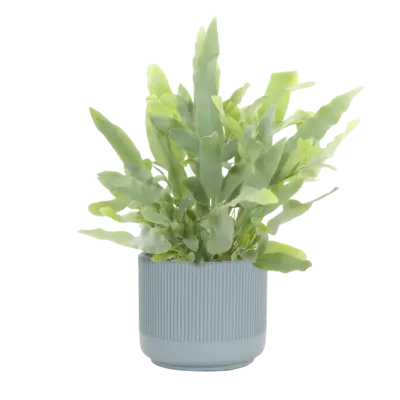 pdp-image-AH Luxe groene plant in pot