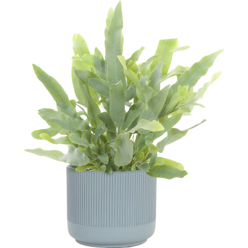 Een afbeelding van AH Luxe groene plant in pot