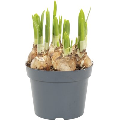 pdp-image-AH Narcis tete a tete p12