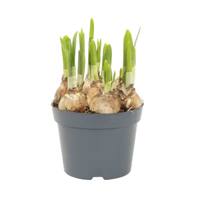 pdp-image-AH Narcis tete a tete p12