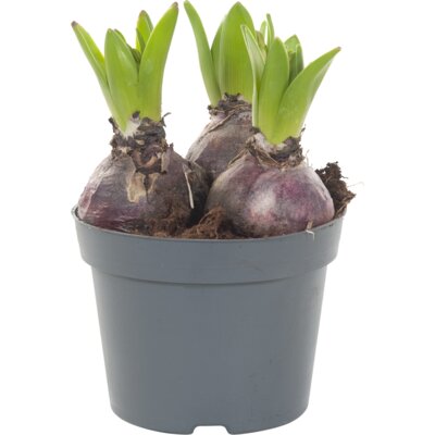 pdp-image-AH Hyacint 3 pit