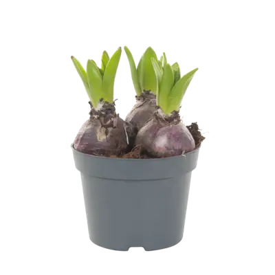 pdp-image-AH Hyacint 3 pit