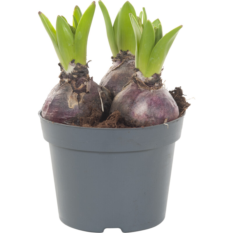 Een afbeelding van AH Hyacint 3 pit