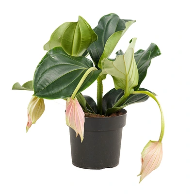 pdp-image-AH Medinilla p17