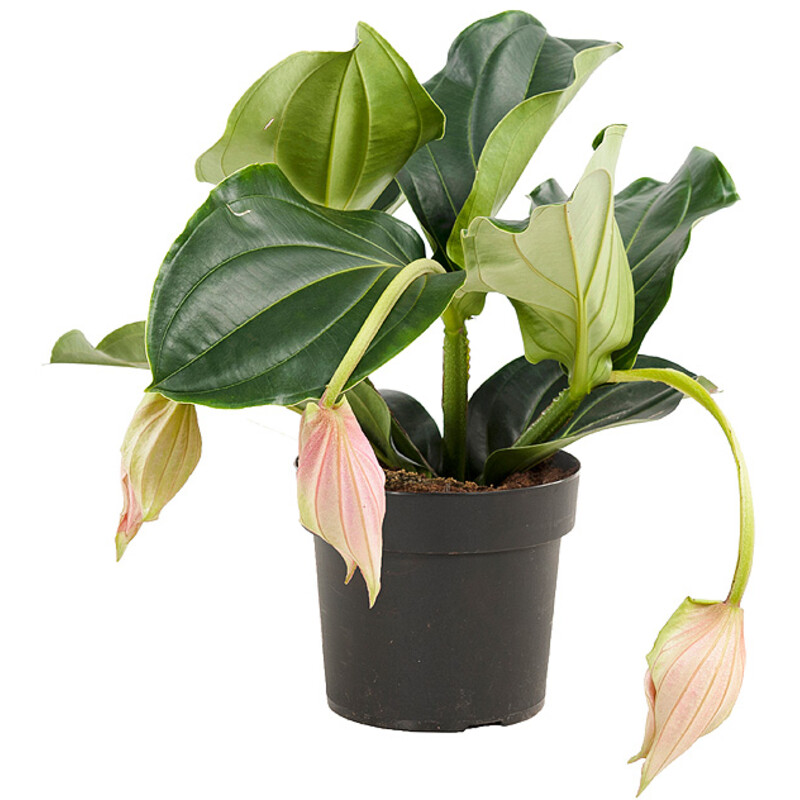 Een afbeelding van AH Medinilla