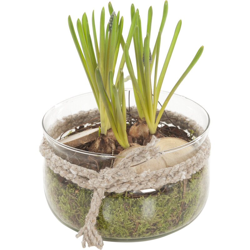 Een afbeelding van AH Bollen in glasschaal