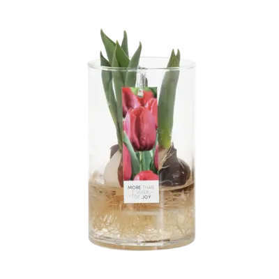pdp-image-AH Tulpen in vaas