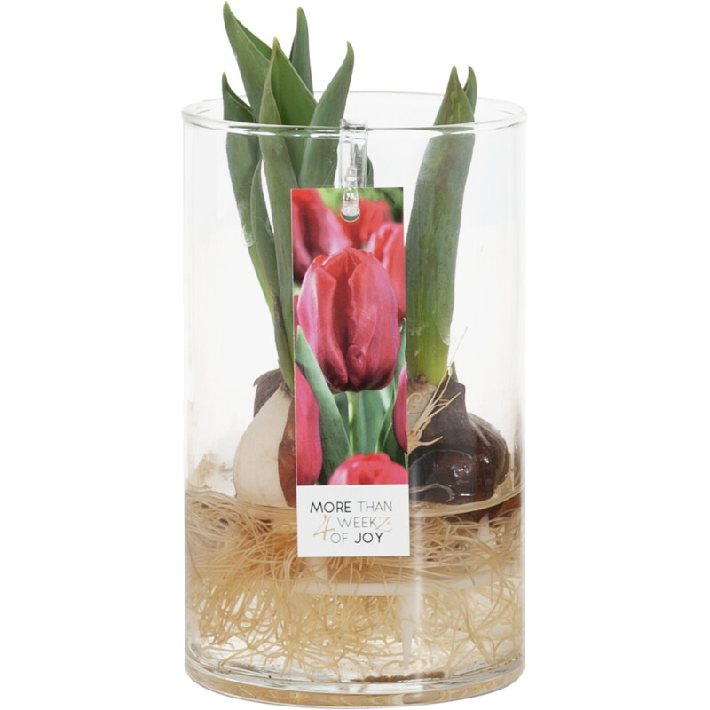 Een afbeelding van AH Tulpen in vaas