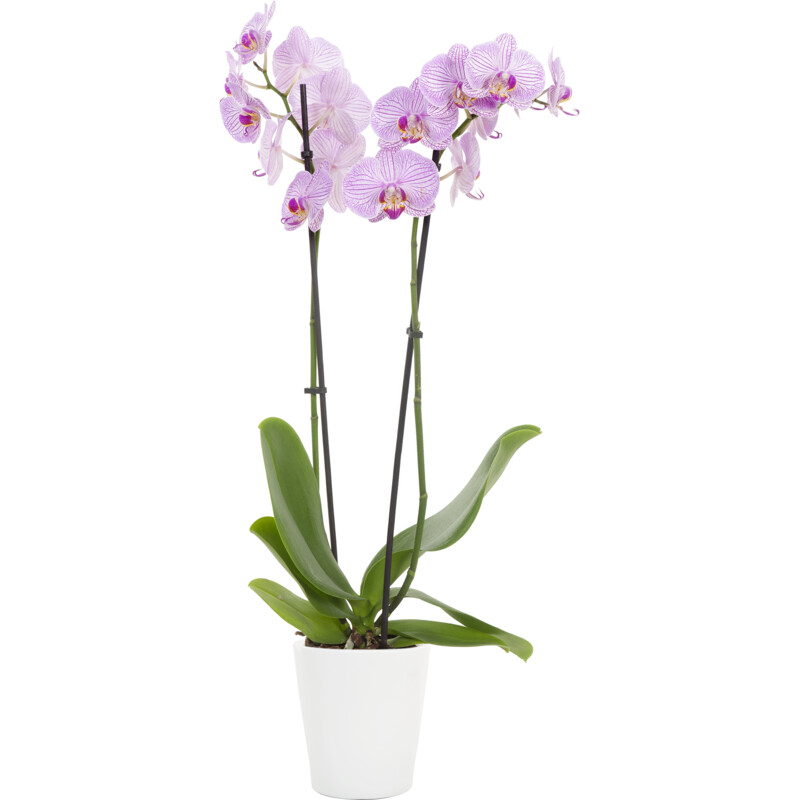 Een afbeelding van AH Phalaenopsis 2 tak in pot