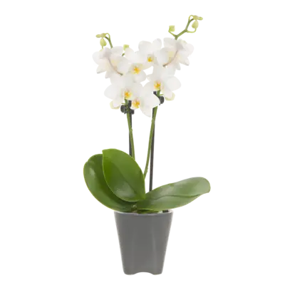 pdp-image-AH Mini orchidee in potje