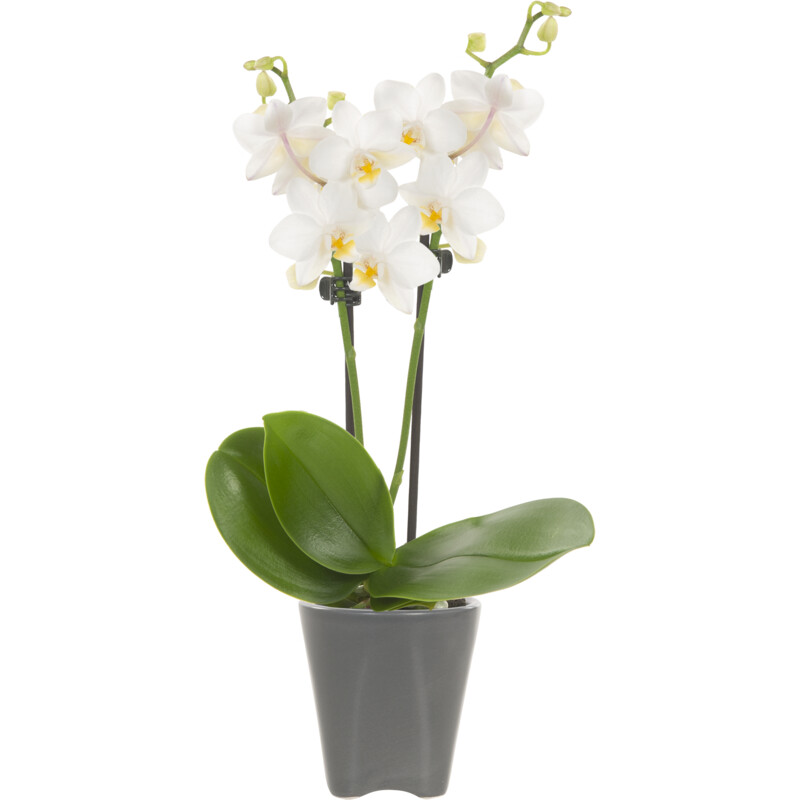 Een afbeelding van AH Mini orchidee in potje