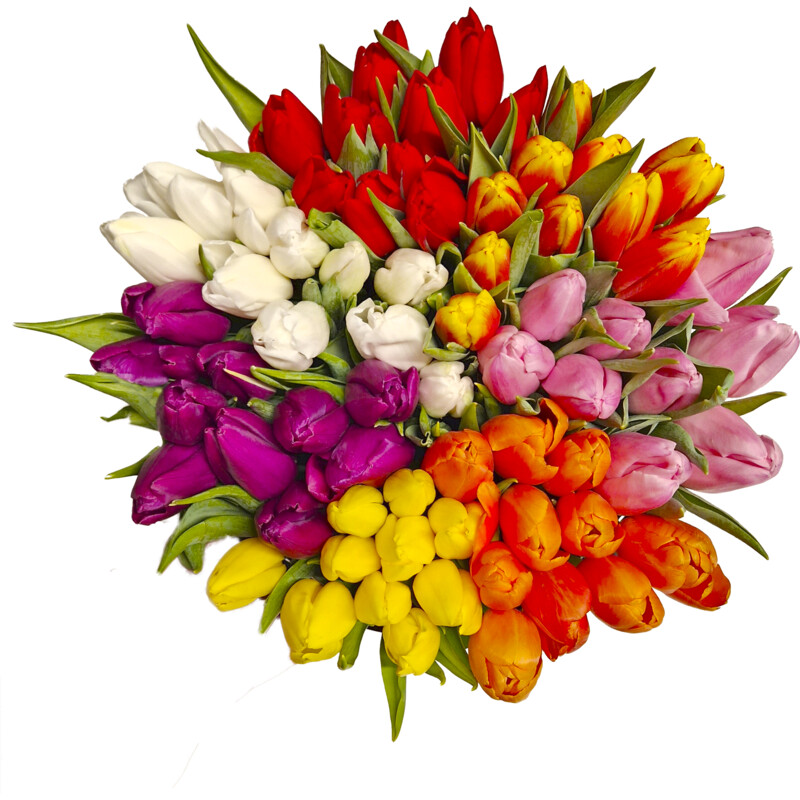 Een afbeelding van AH Tulp rood