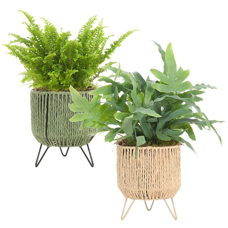 Een afbeelding van AH Varen in mand