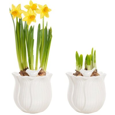 pdp-image-AH Narcis p9 in vogelpotje